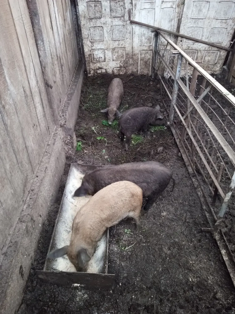Vând purcei, bazna și mangalită, vârstă 3 luni
