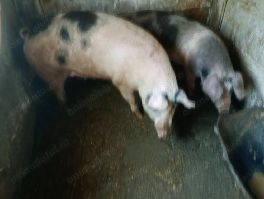 Porci vânzare Bihor 