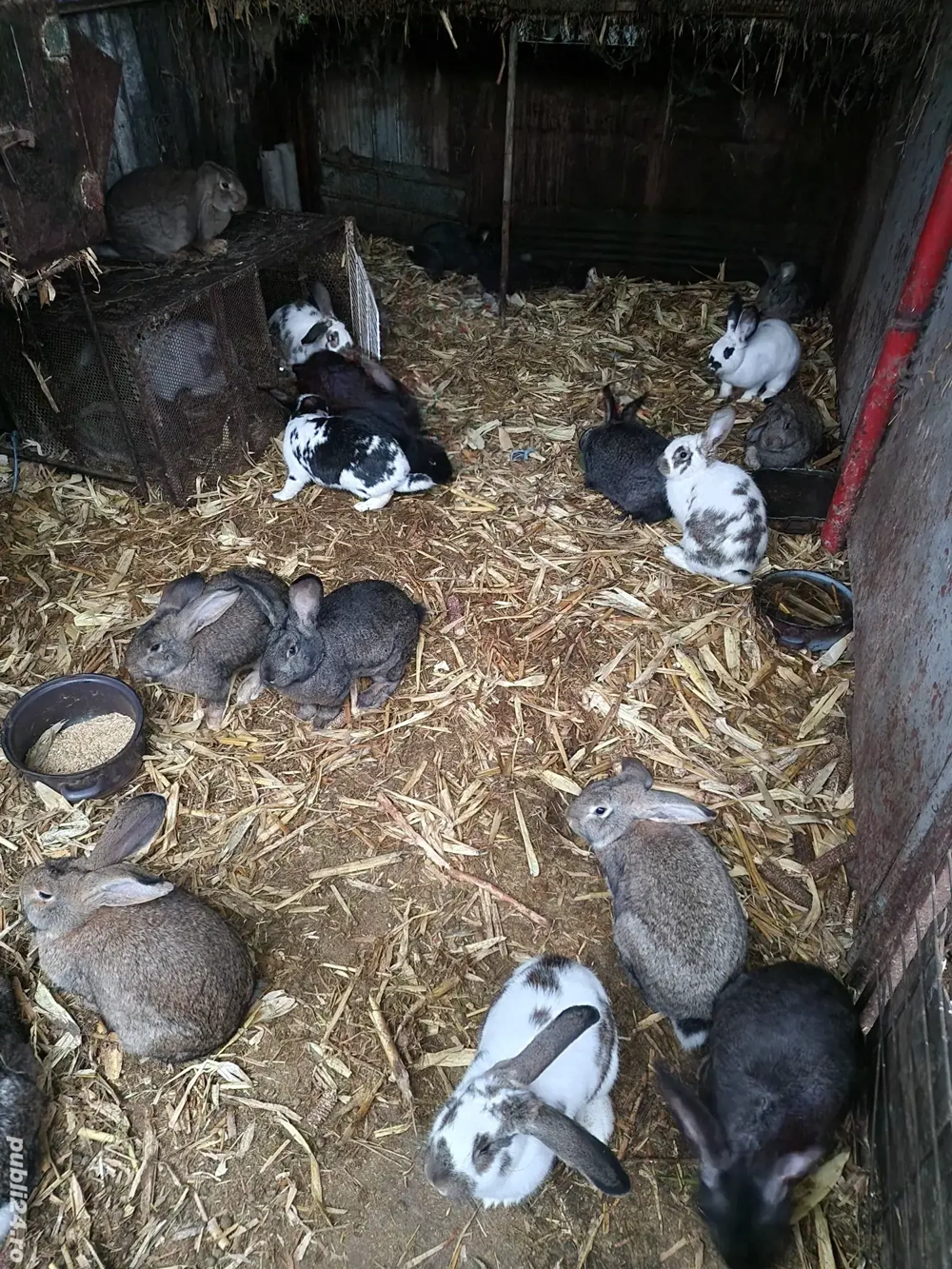 vand iepuri mari si mici femele si masculi