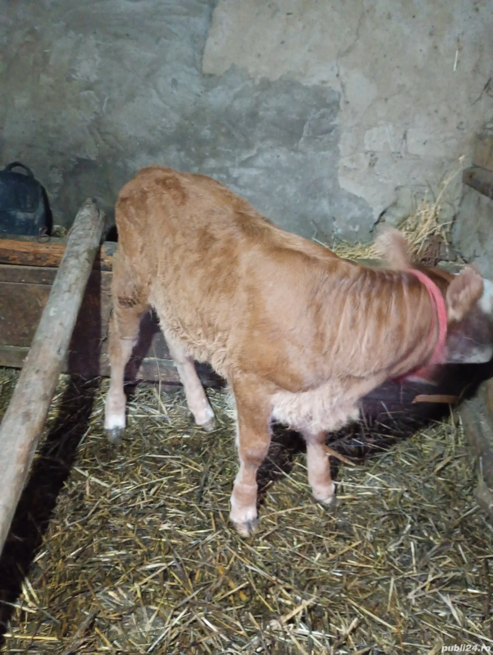 vând vițică Bălțata 