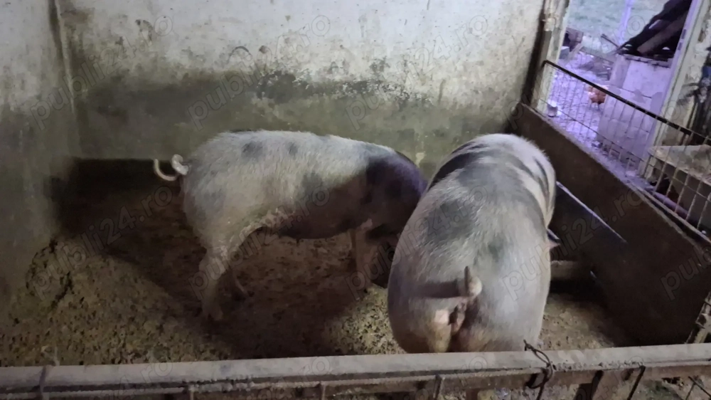 Porci de carne  petrean