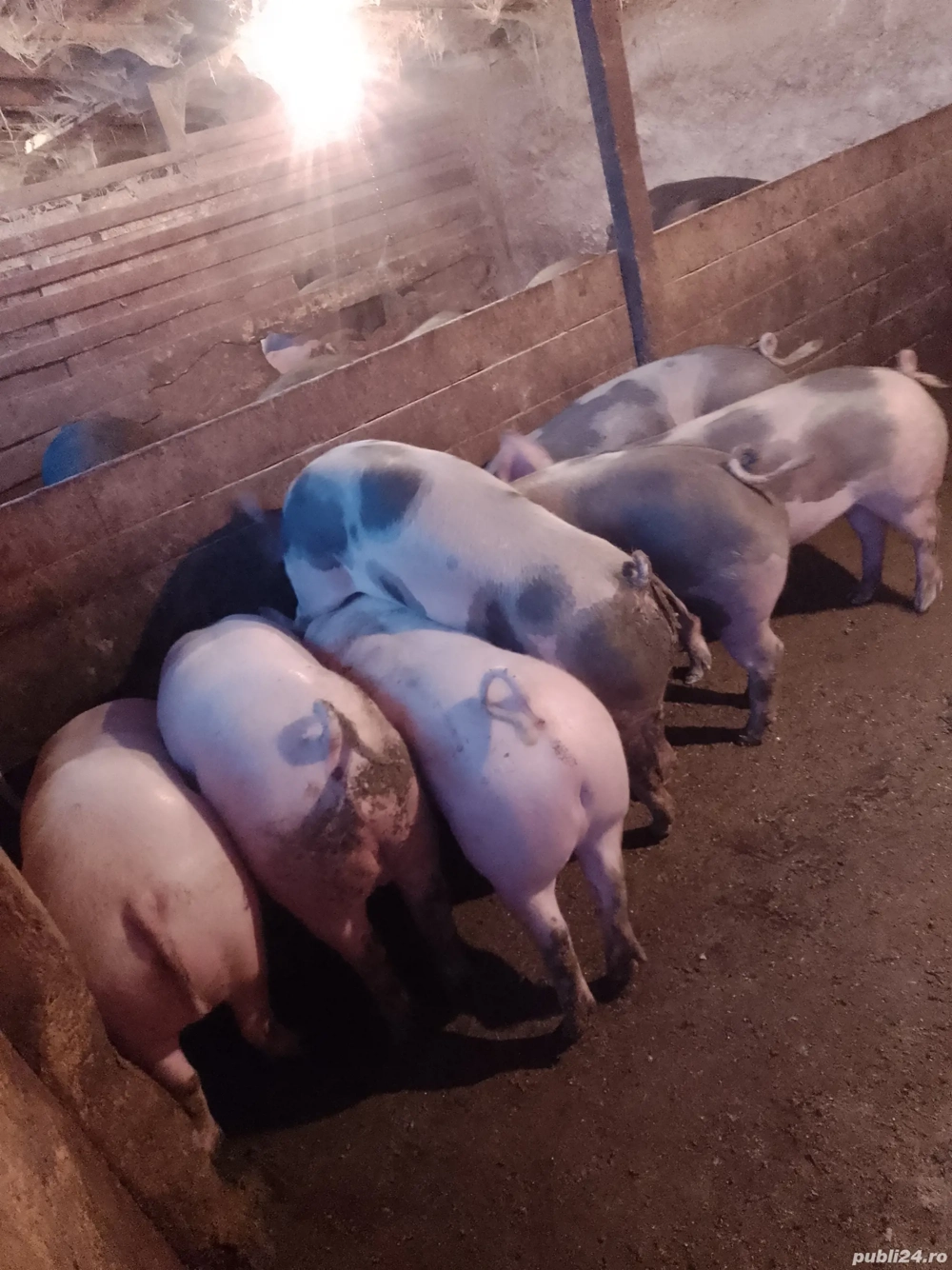 ultimele 5 bucati disponibile