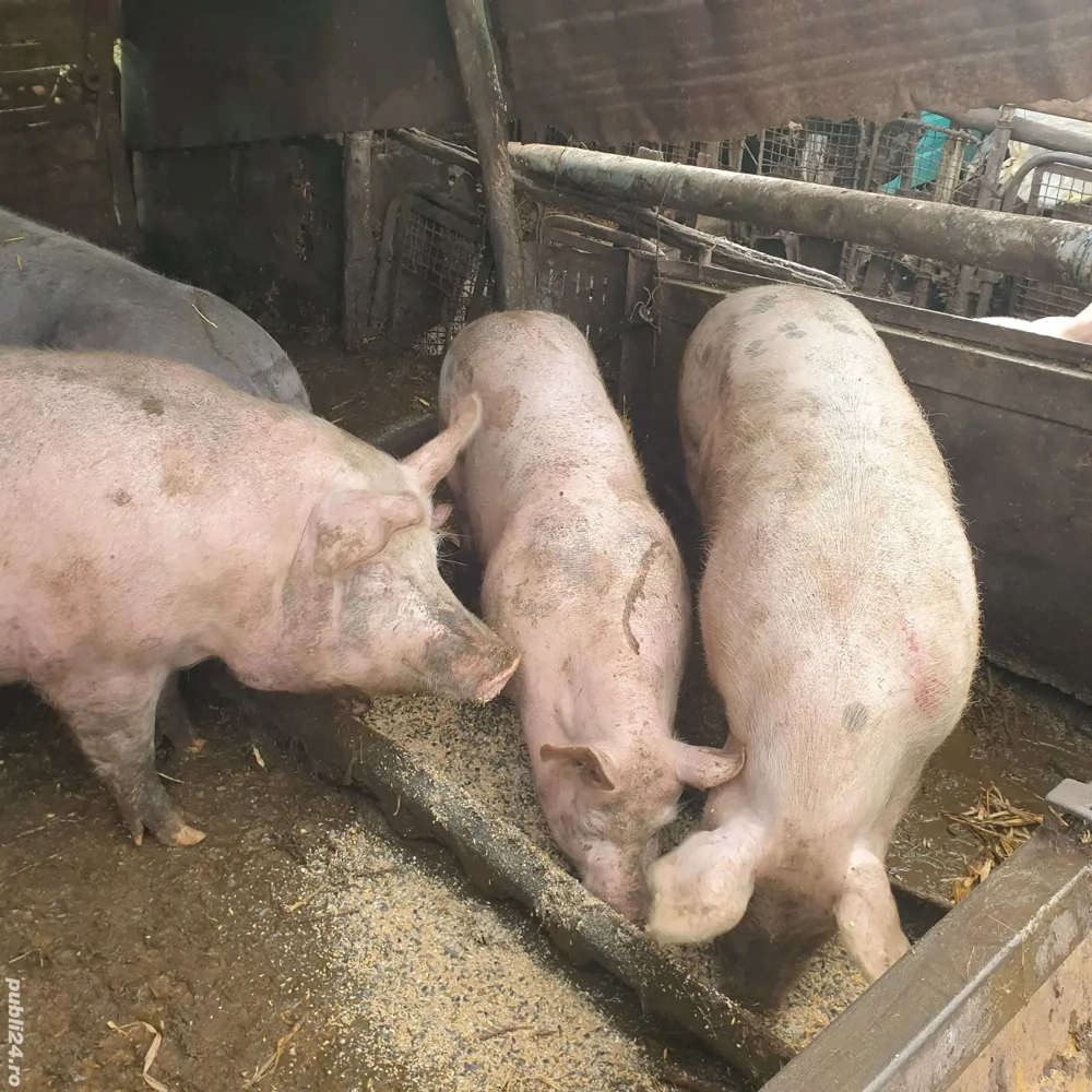 Porci de vanzare 