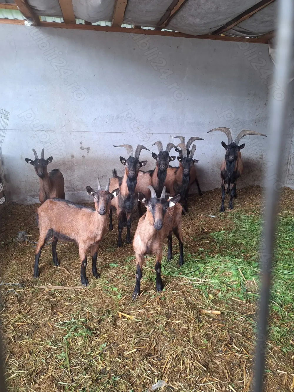 Capre rasa alpina franceza 