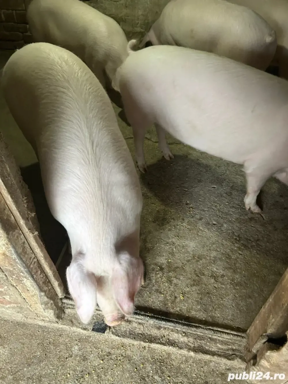 vand porci de craciun 