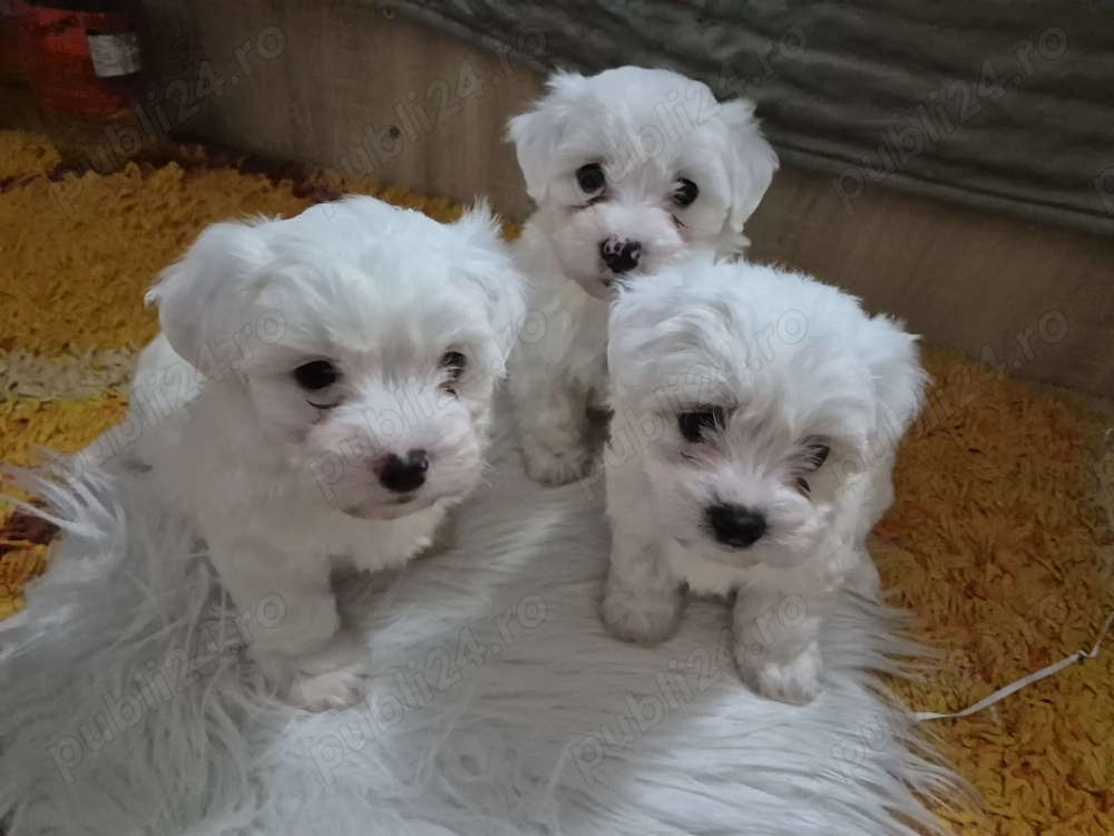 Puiuti 6 săptamâni ,vaccinati si deparazitați,2 baieței si o fetiță