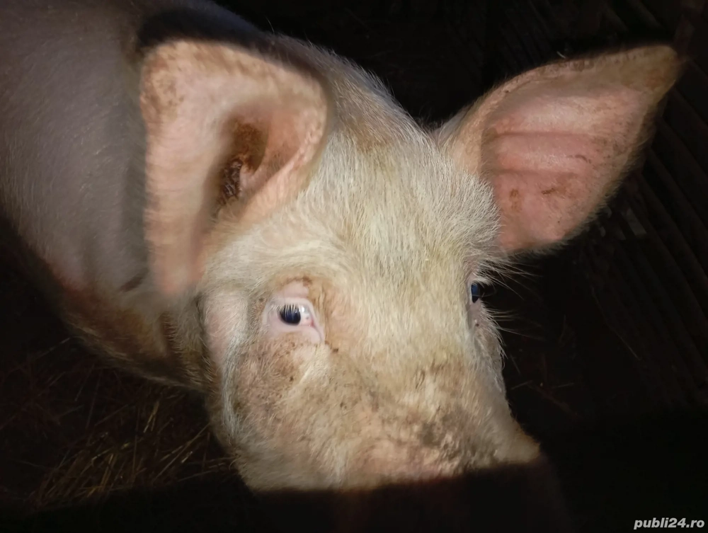 Vând scroafă pentru Crăciun,120-130 kg!