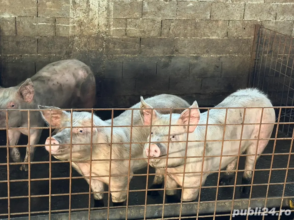 Vand porci duroc 130-160 kg 