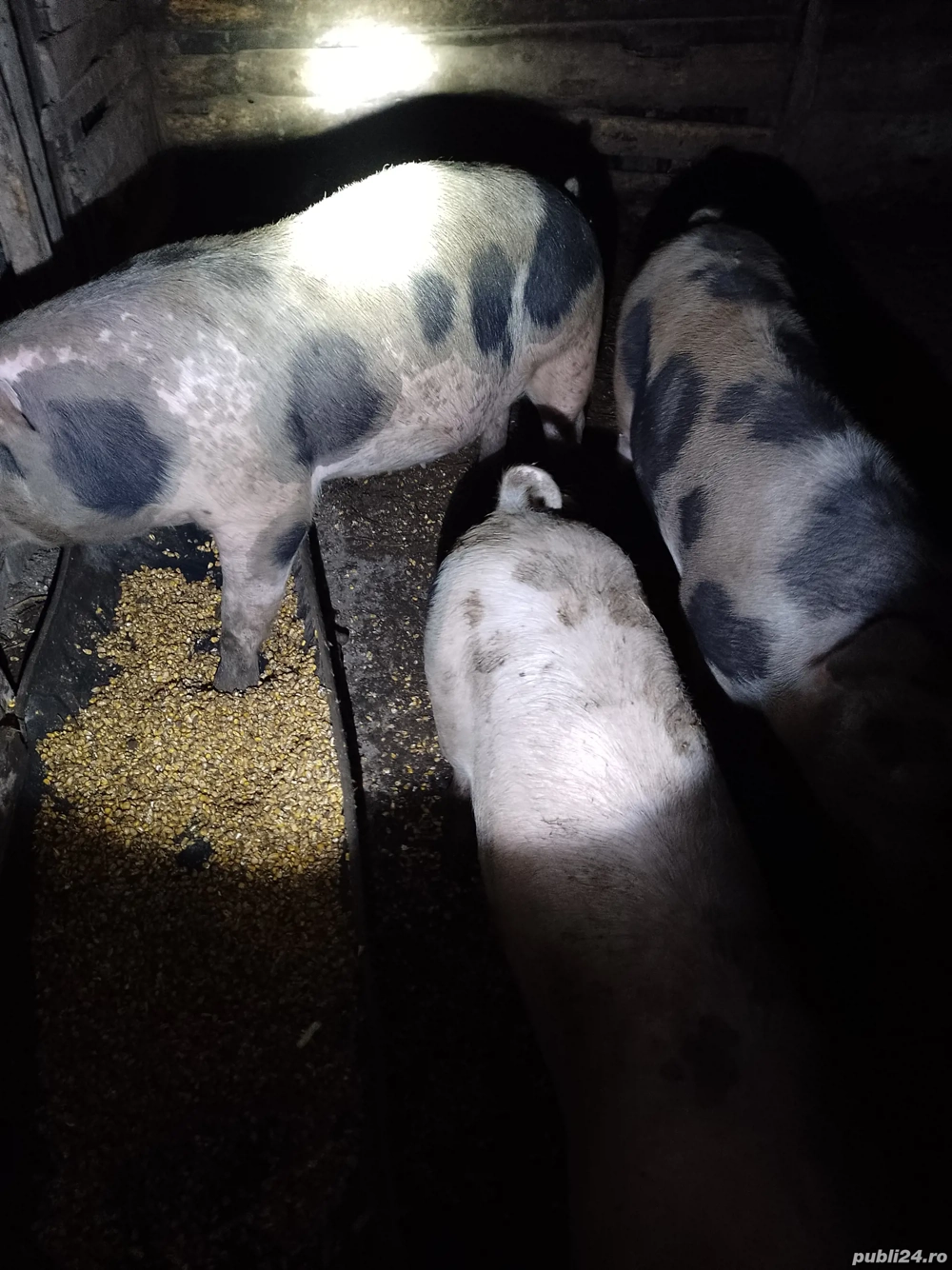 porci crescuti la curte