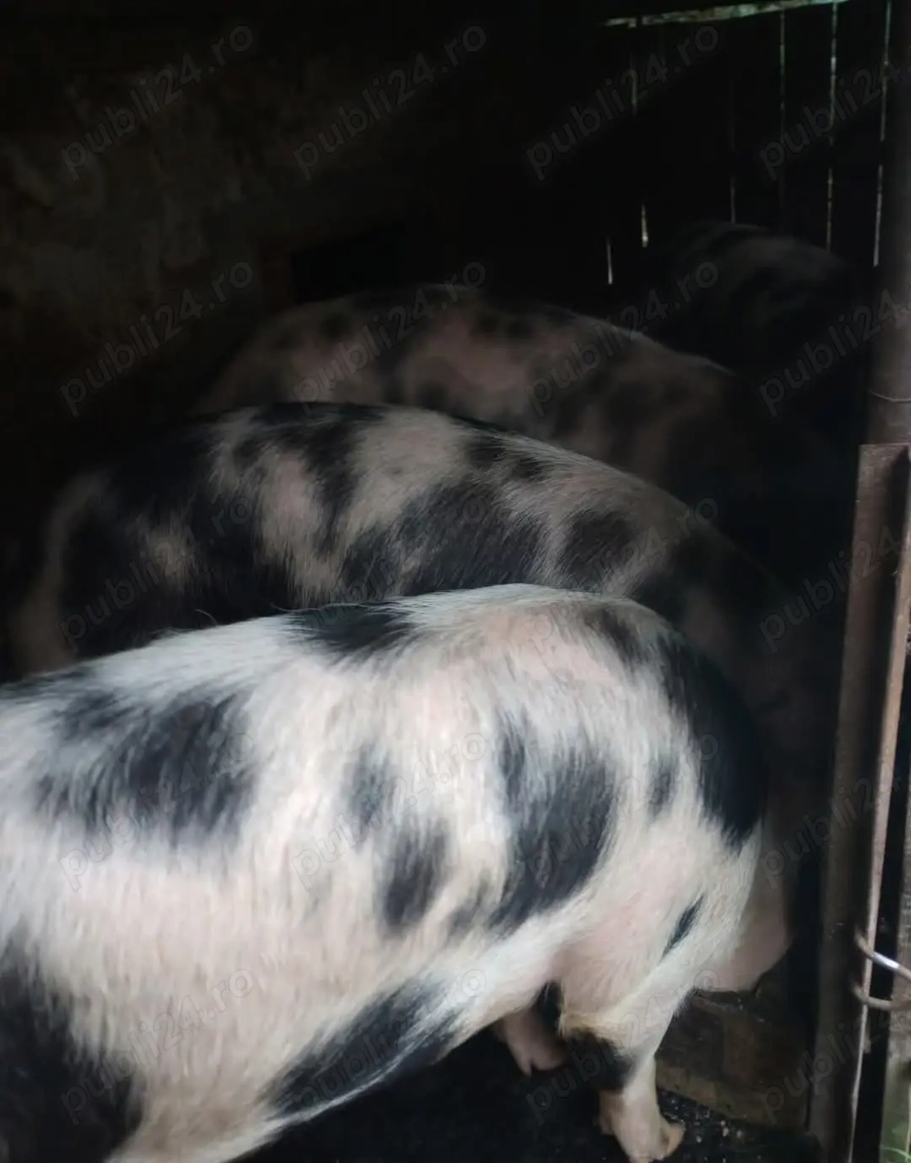 Vând porci de carne !