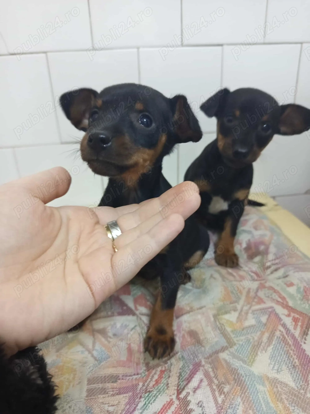 Vând 2 masculi rasă pincher pitic 