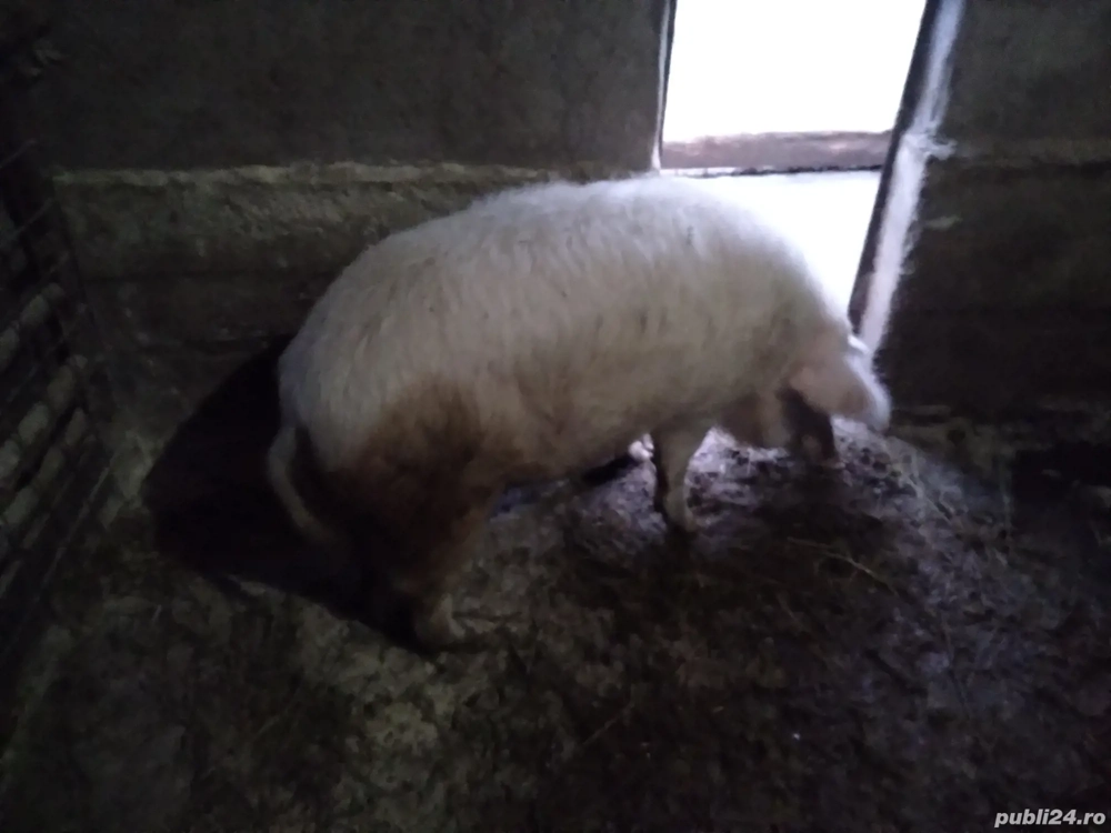 vând porci mangalita și alta rasa 