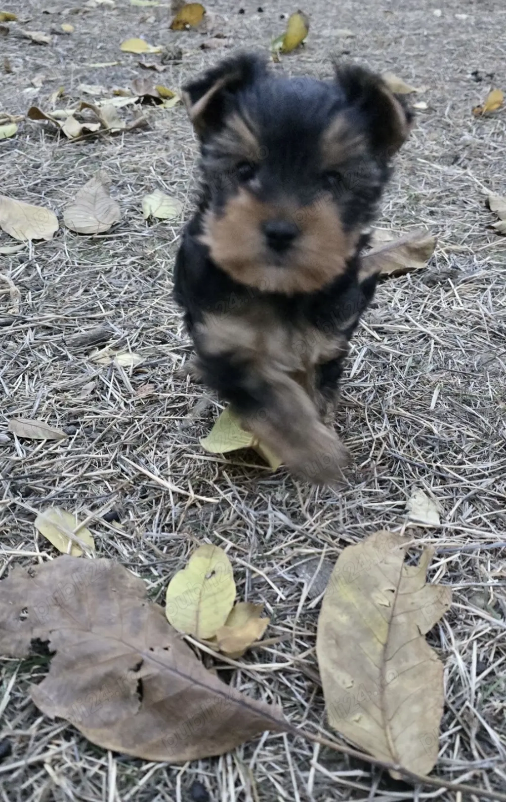 Yorkshire 8 săptămâni