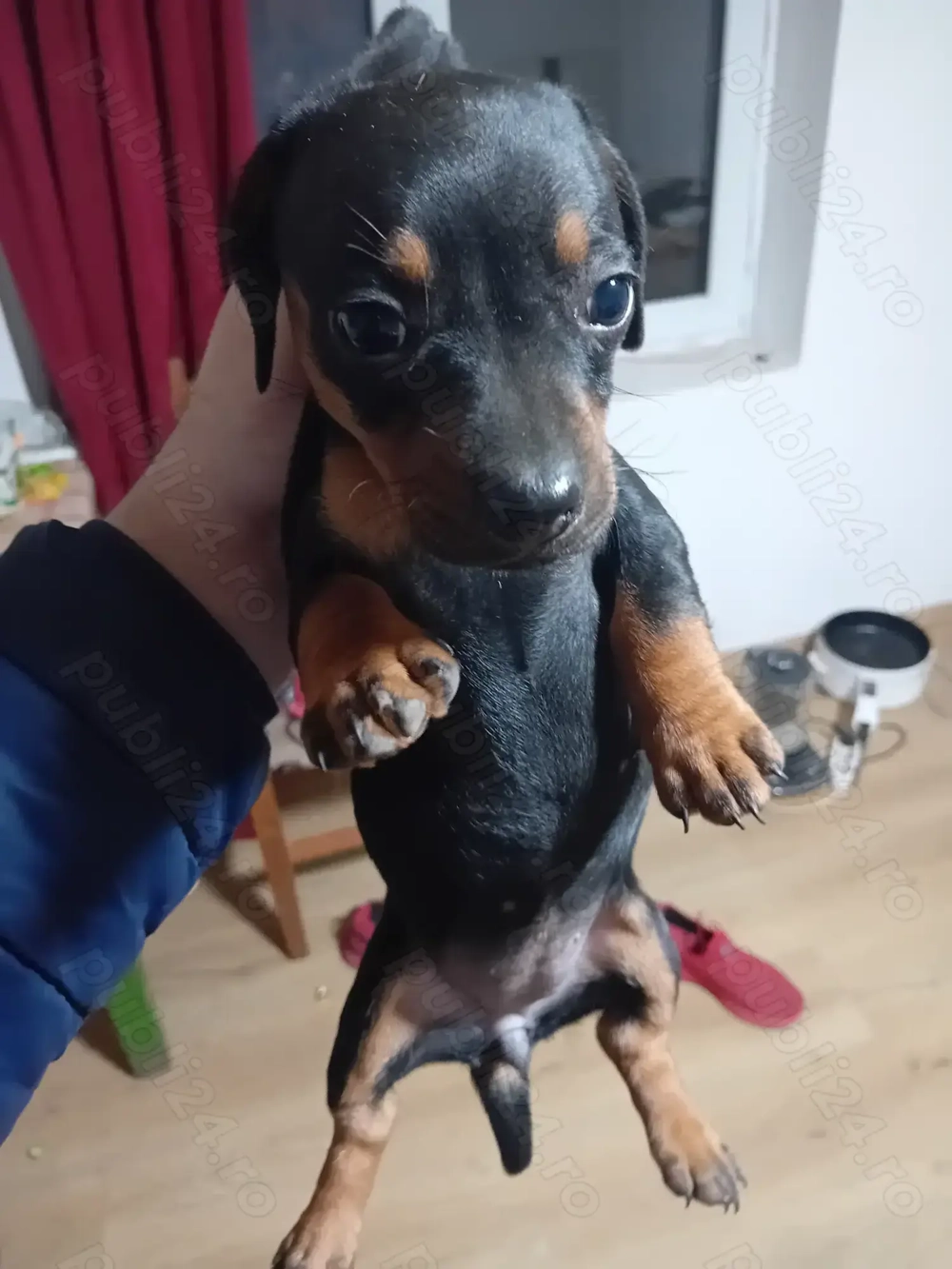 Vand 1 cățelușe tekel