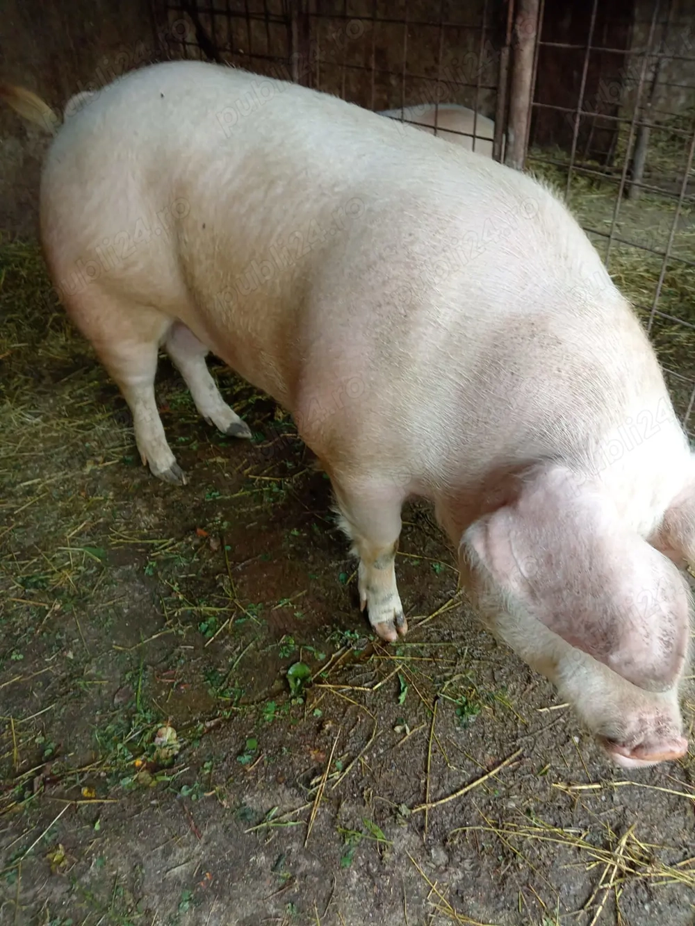 Vând porci 200-230 kg județul Dâmbovița preț negociabil   