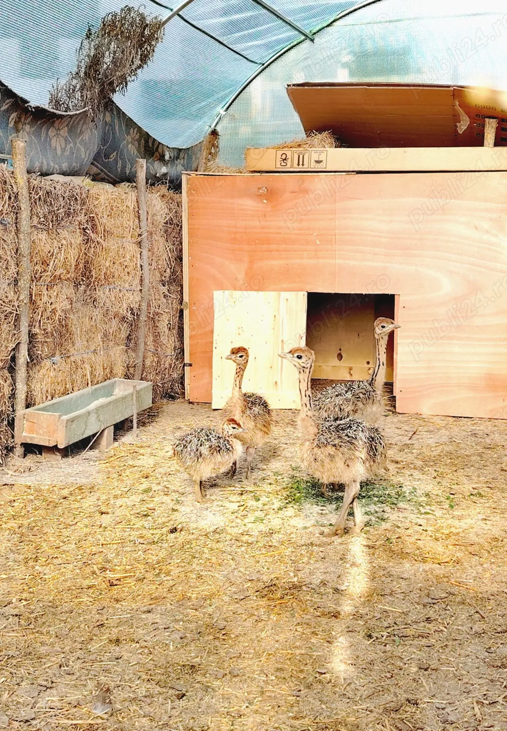 Pui de struti de vanzare 1 luna