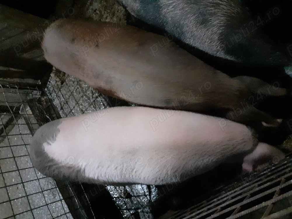 Vand porci de sacrificat