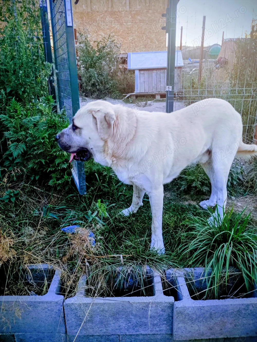 De vânzare Malakli mascul