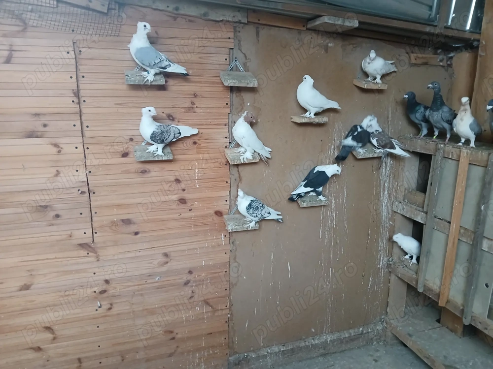 Porumbei de vânzare 