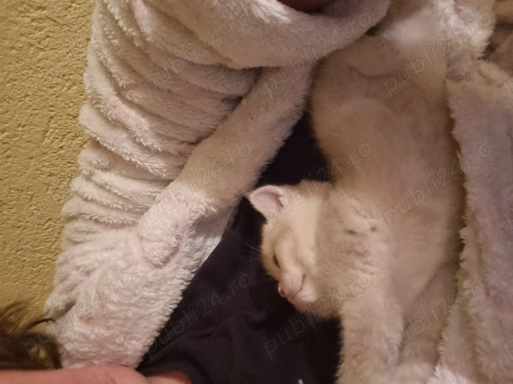 BSH, mama blue, tata golden