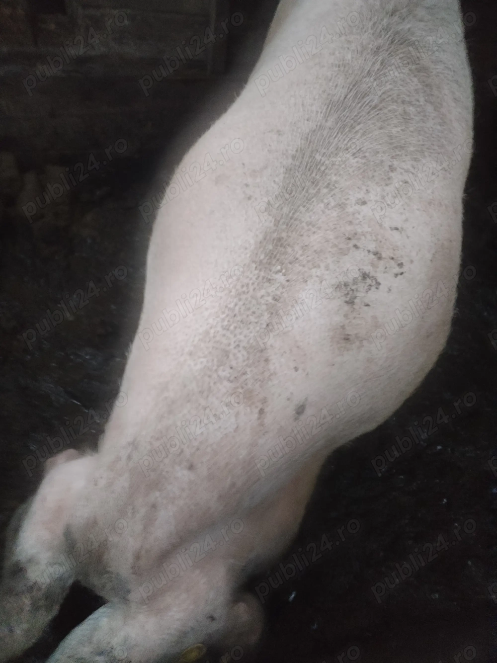 Vând porc crescut cu cereale 