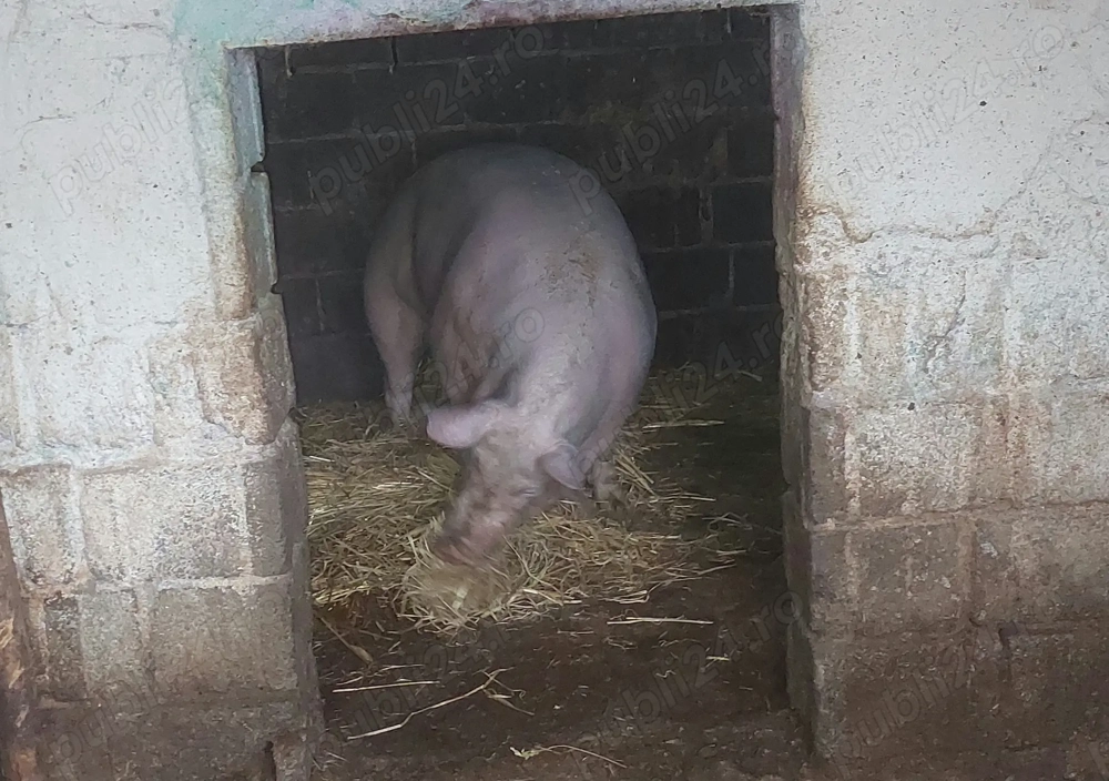 De vânzare 2 Porci sat Humele, com Ungheni,jud Argeș 