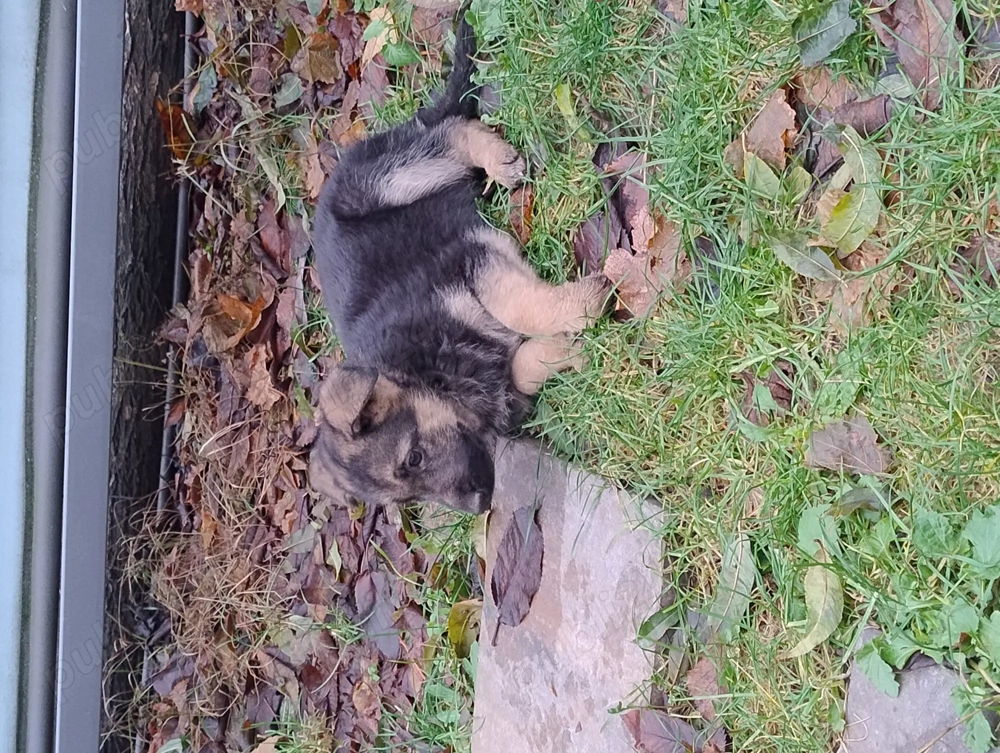 Vând cățel Ciobanesc german 