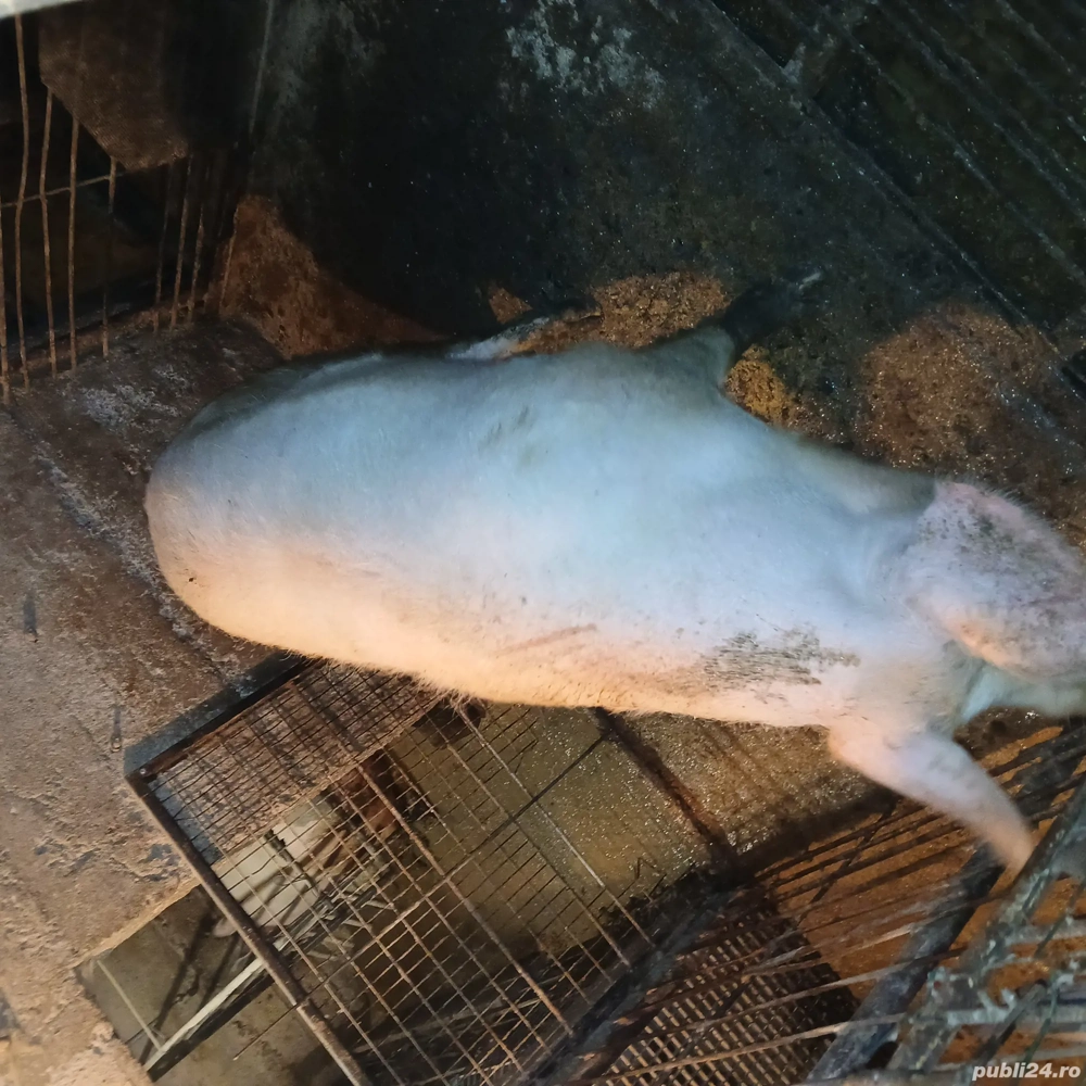 porc de vanzare ! 200 ++ crescuta in gospodarie