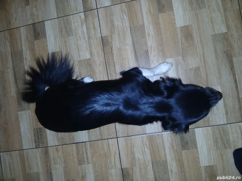 donez cățel pichinez femelă