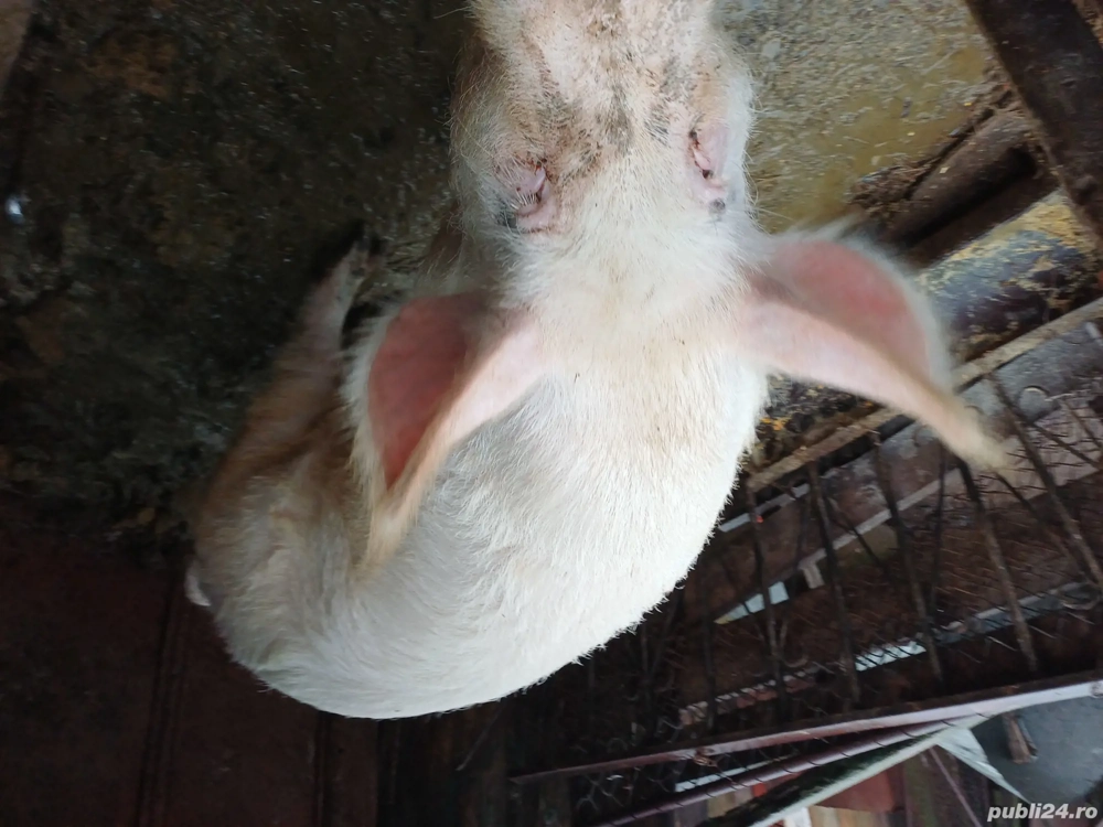 Porc de canzare Falciu