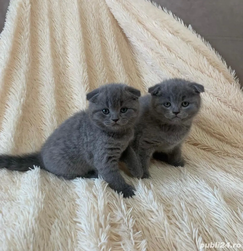 Scottish Fold Blue 