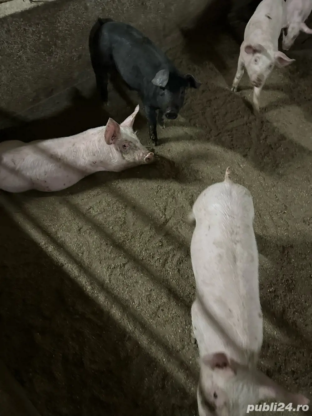 vand porci de crescuti natural