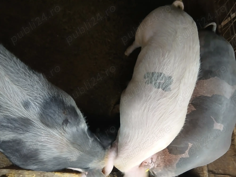 Porci grași crescuți cu cereale 