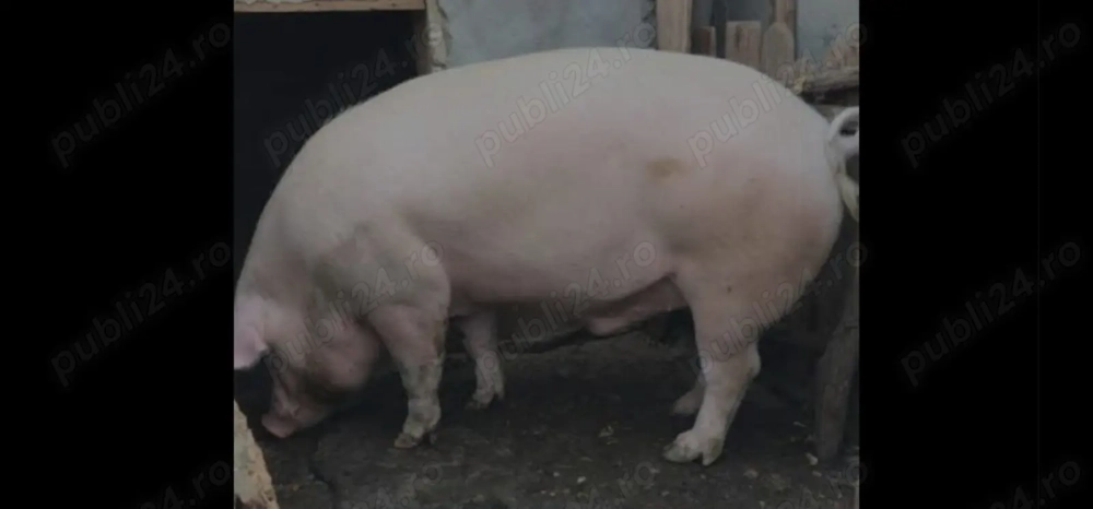Vand porci Marele Alb si Petrean 