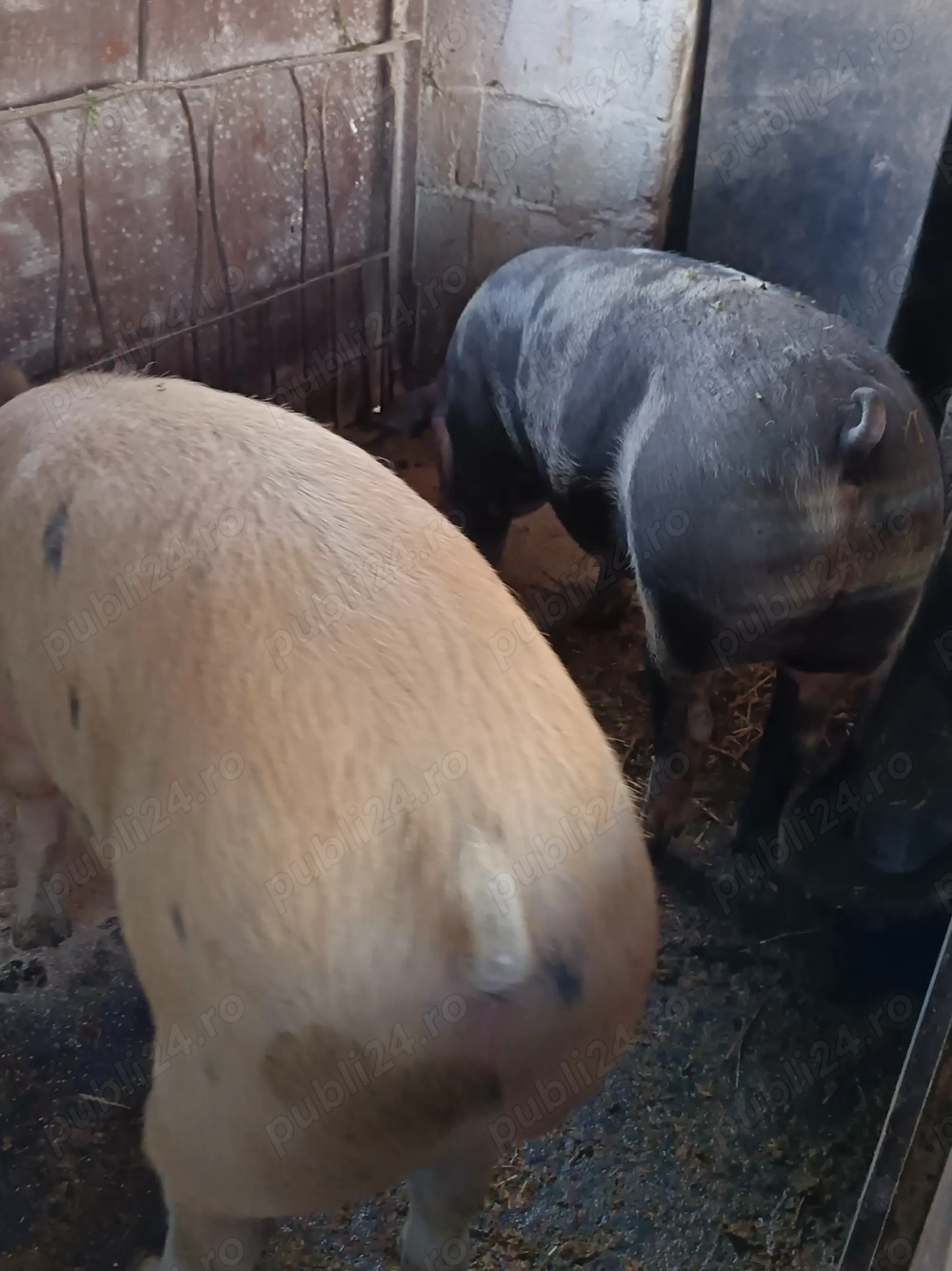 Vând porci  pentru crăciun