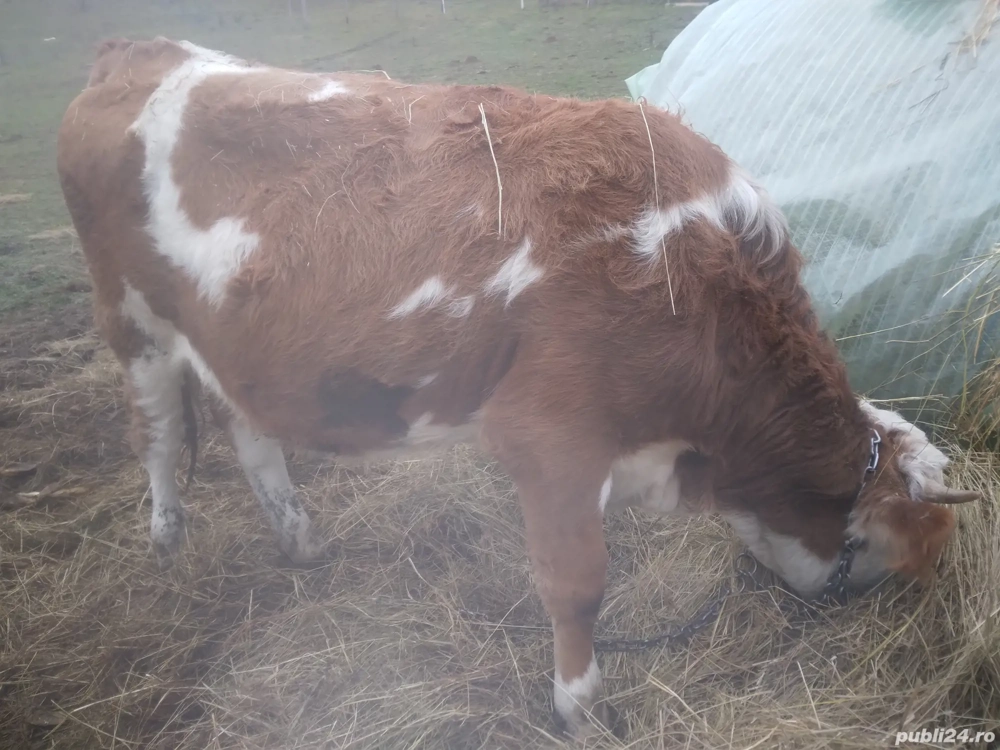 vacile Balzata Romanesca