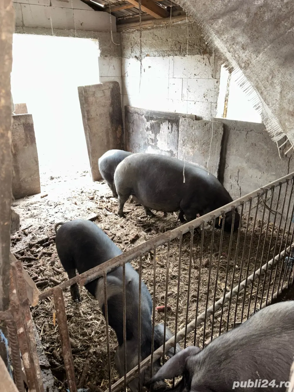 Vand porci de diferite marimi(sau schimb cu vitei)