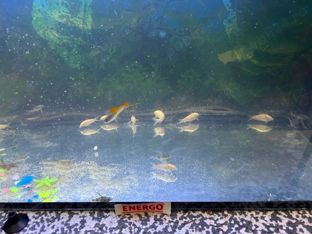 acvariu 150l ehipat
