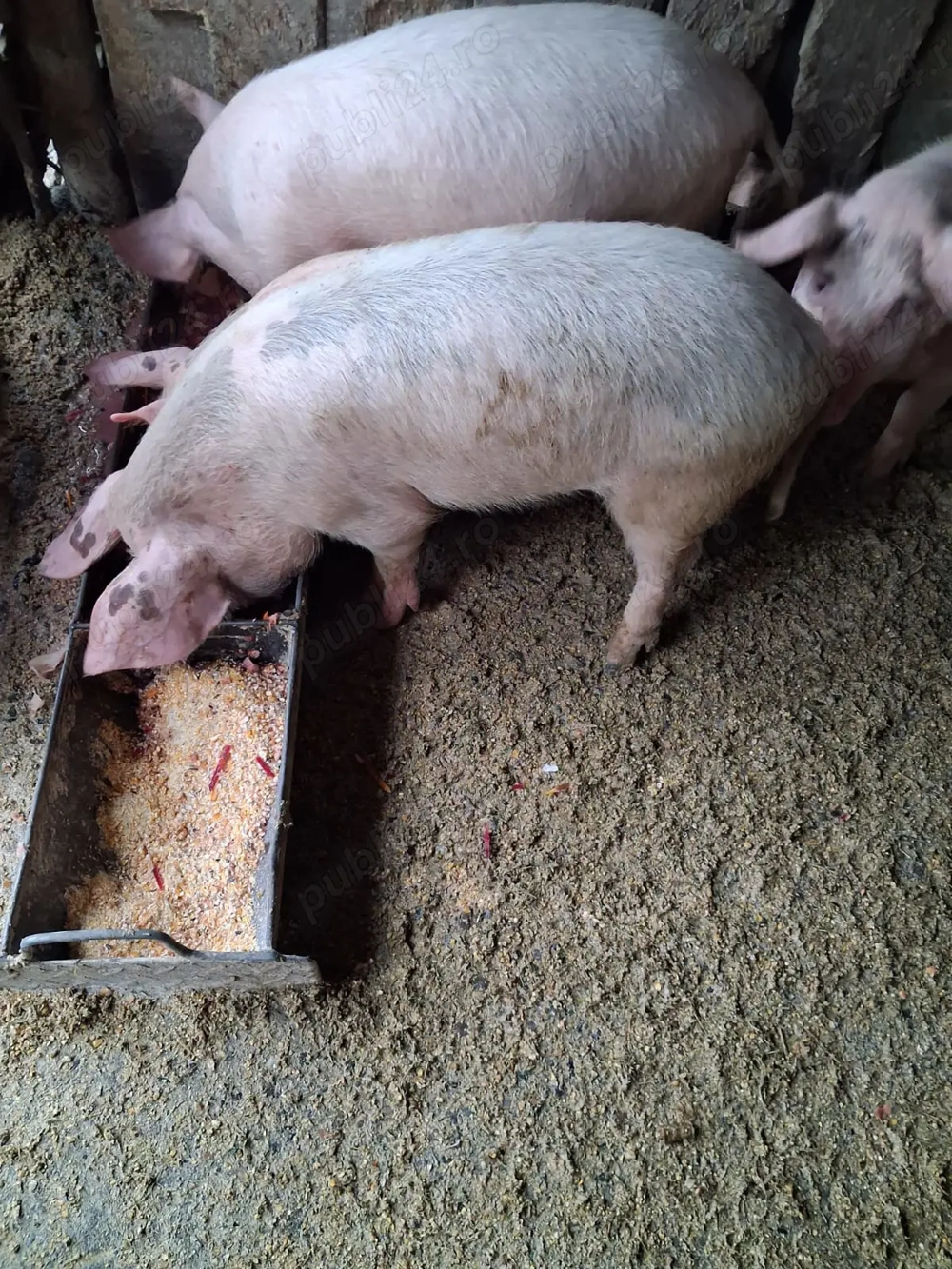 Porcii de vânzare !!!