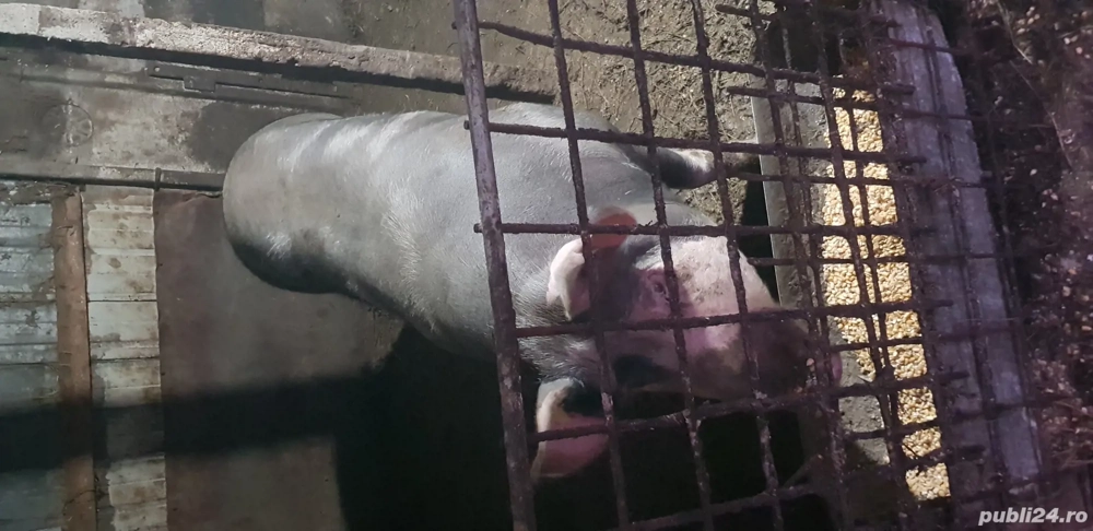 Porc de craciun 170 kg