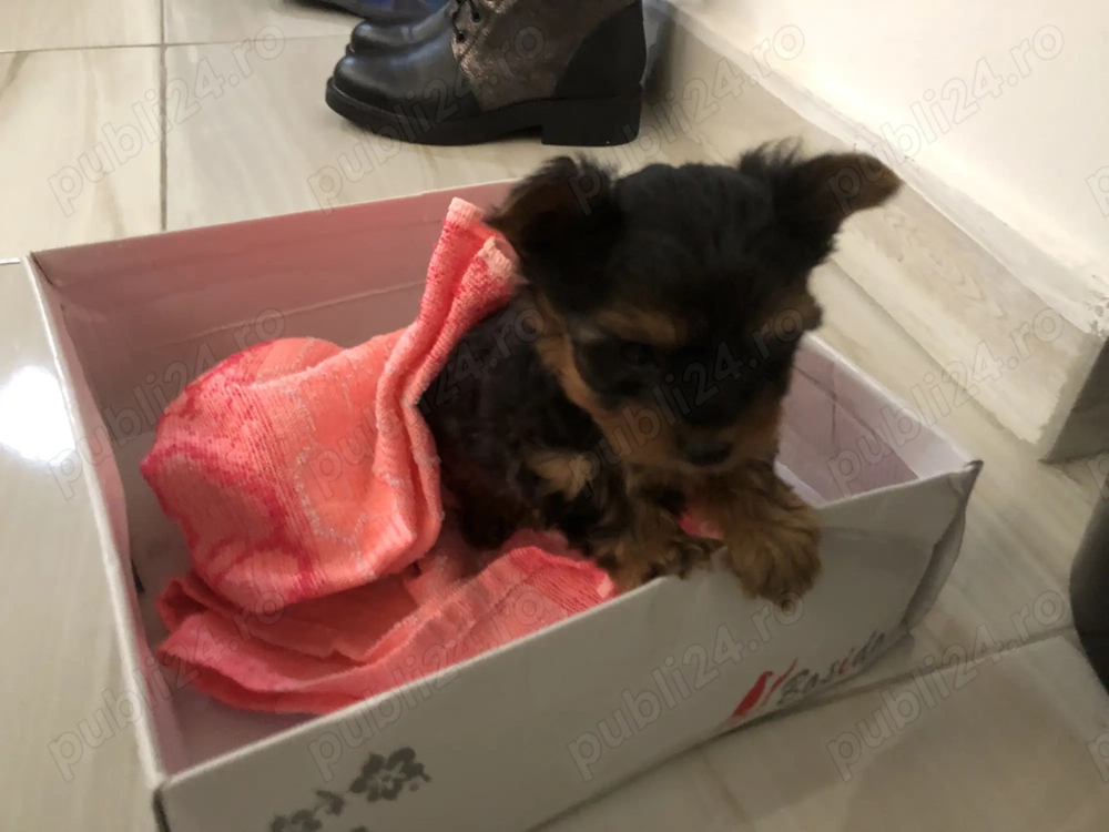yorkshire terrier mini toy