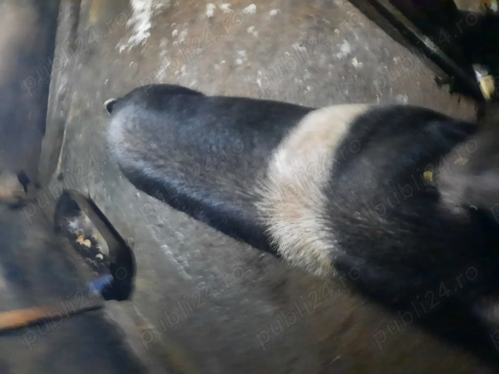 Porci Bazna și Duroc