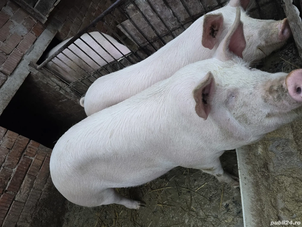 Vand 6 porci intre 150 160 kg