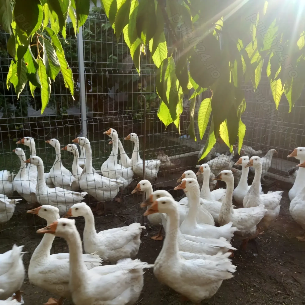 Gâște de vânzare vii sau carcasă 