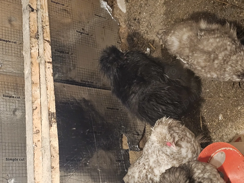 Vând wiandotte diferite culori,Brahma dif culori,Moțate olandeze și mătase japoneză