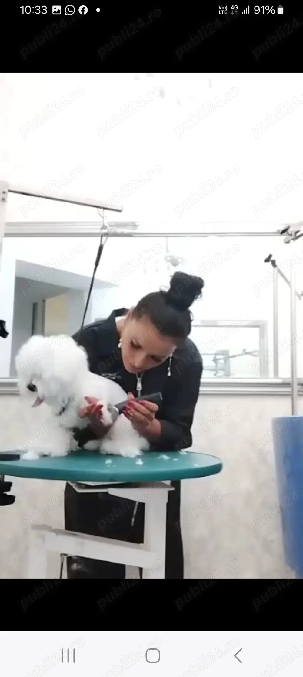 Frizerie canină ayșa