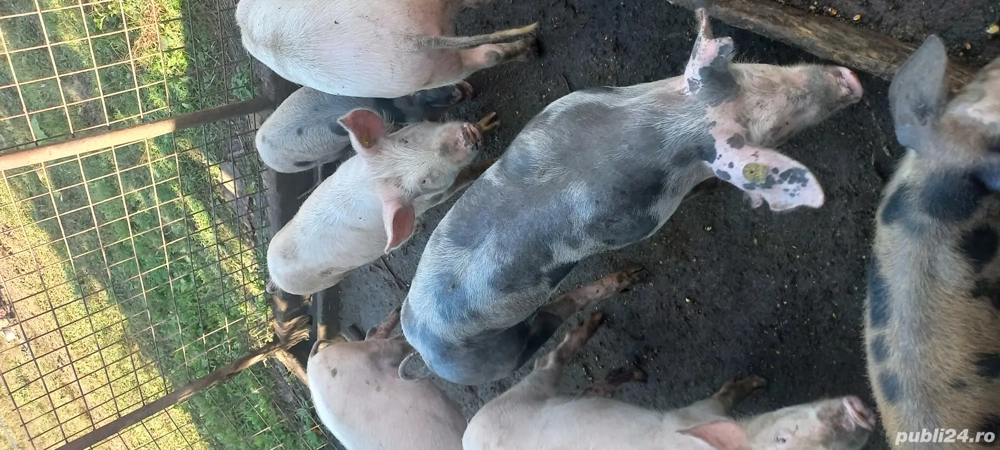 porci de vânzare 