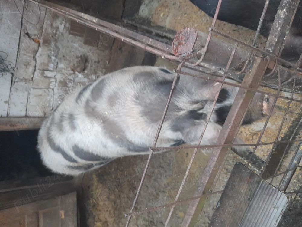 Porc carne petran de carne