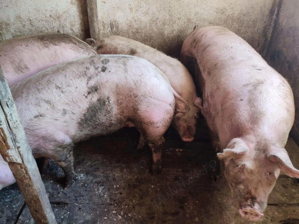 Porci intre 100-240kile