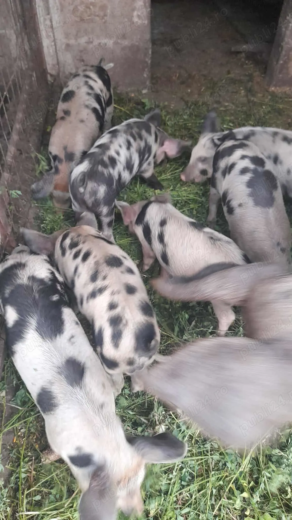 Purcei de vânzare, per bucată 400